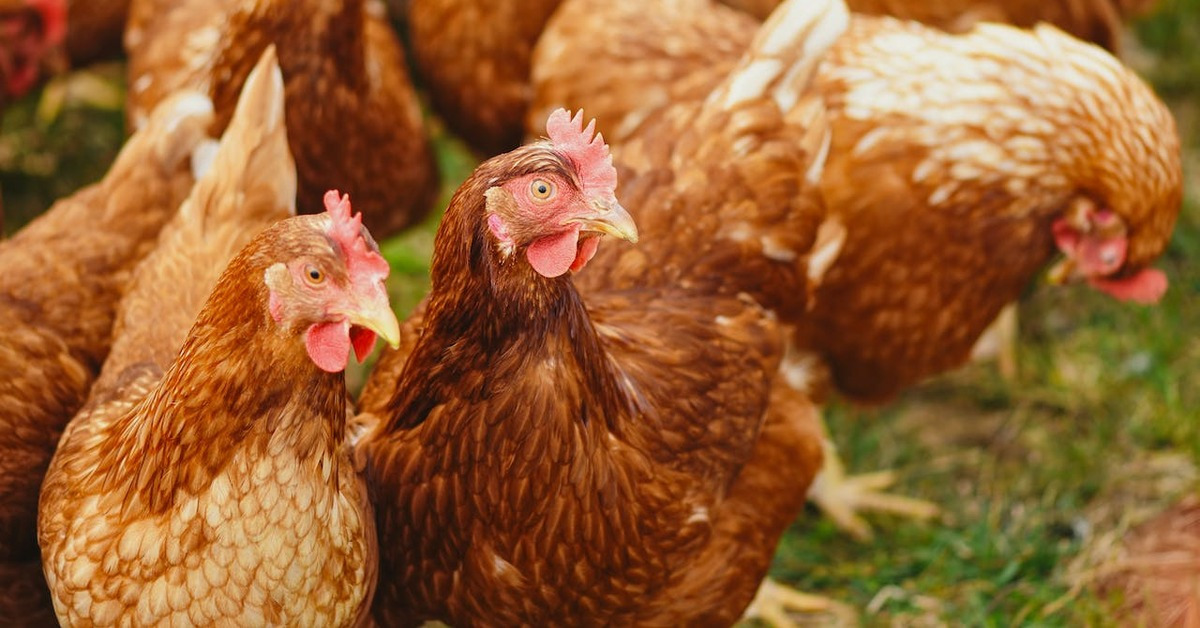 Tavuklar Yumurtlamıyor: Türkiye’de Yumurta Üretimi Azaldı